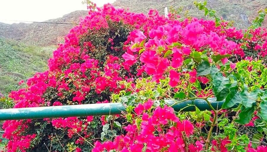 La Gomera Vip Experience - Starting at Los Cristianos and crossing by ferry