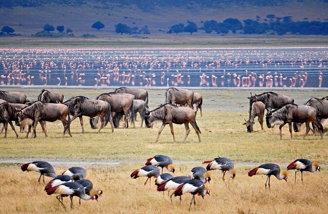 Leopard Luxury Safari in Tanzania - Key things to know before booking