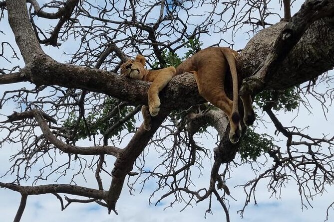 Leopard Luxury Safari in Tanzania - Why this northern Tanzania route works
