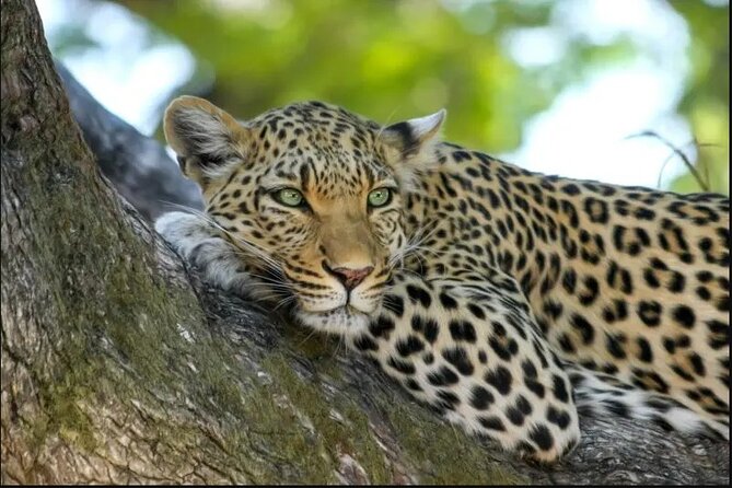 Leopard Luxury Safari in Tanzania - Day 3: Olduvai Gorge and the road to Serengeti