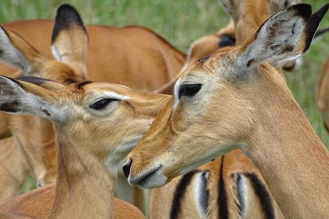 Leopard Luxury Safari in Tanzania - Day 4: A full day across the Serengeti