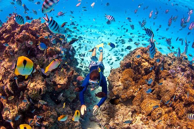 LUXURY Catamaran Bora Bora : Sailing, Snorkeling & Floating Bar - The coral garden snorkeling stop