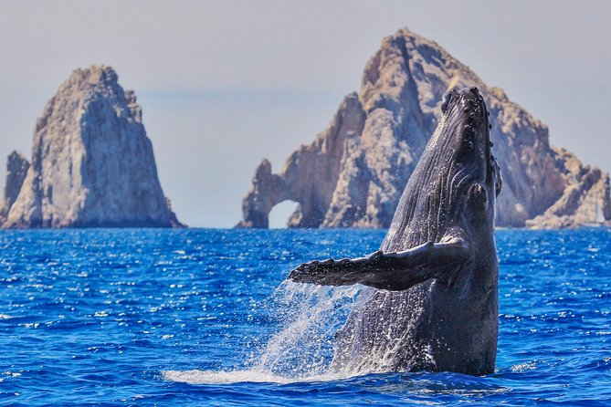 Luxury Catamaran Whale Watching Cabo San Lucas - The best parts at a glance