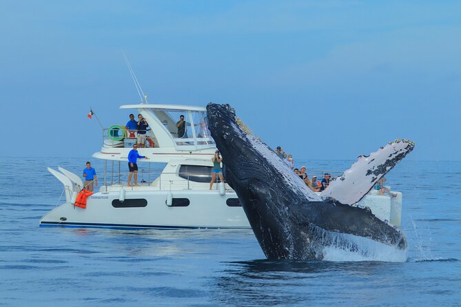 Luxury Catamaran Whale Watching Cabo San Lucas - First stop: the Arch, sea lions, and two famous beaches