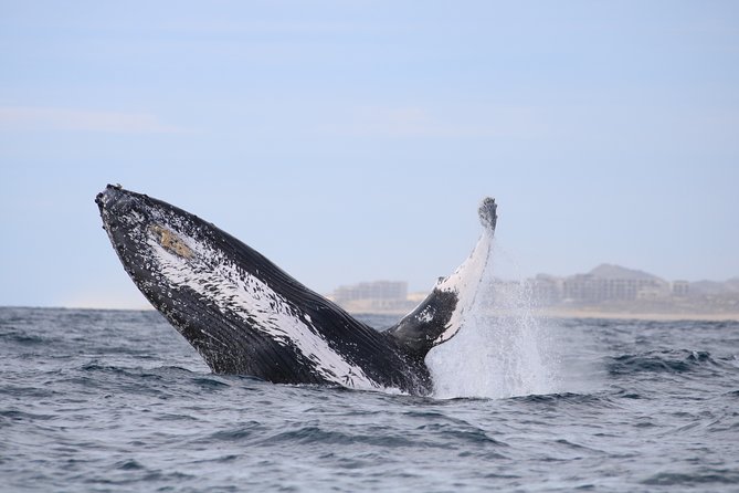 Luxury Catamaran Whale Watching Cabo San Lucas - Two hours in the Sea of Cortez