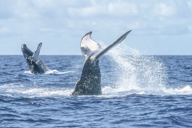 Luxury Catamaran Whale Watching Cabo San Lucas - Hearing whale songs through the hydrophone