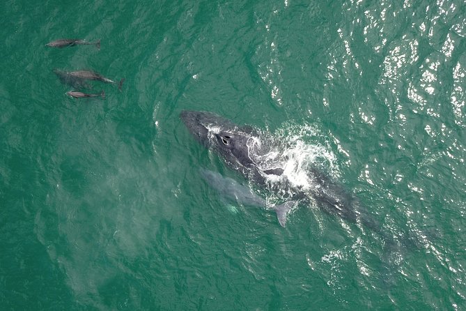 Luxury Catamaran Whale Watching Cabo San Lucas - Drinks, snacks, and the luxury-catamaran setting