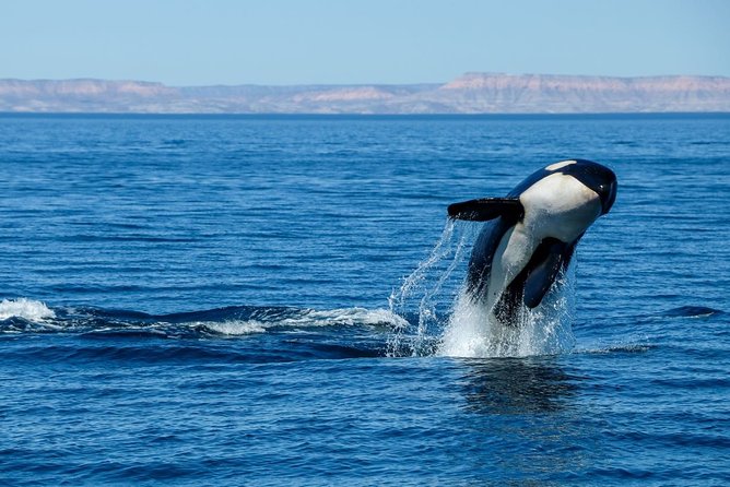Luxury Catamaran Whale Watching Cabo San Lucas - Comfort, safety, and who should think twice