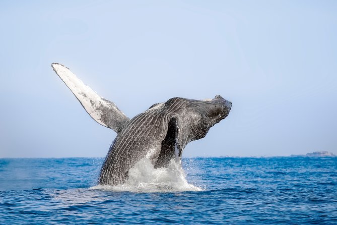 Luxury Catamaran Whale Watching Cabo San Lucas - Timing, weather, and cancellation