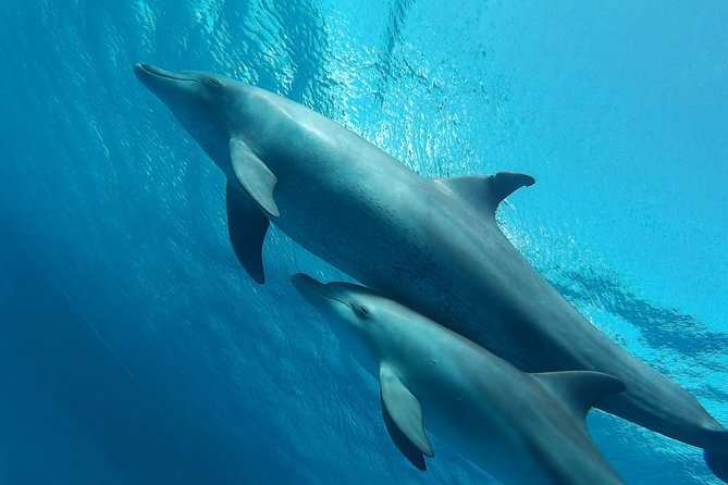 Luxury Cruise inc. Snorkeling/Massage/Island/water sport & Lunch - Two snorkeling stops on the Red Sea