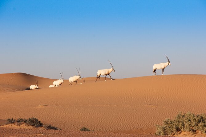 Luxury Desert Safari with Michelin-Curated Fine Dining Experience - The conservation reserve and its quiet wildlife drive