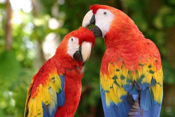 Luxury FERRY Xcaret: From Cancun to Isla Mujeres - Key points before you book