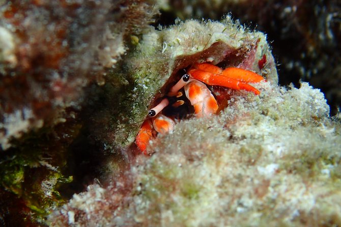 Luxury Full Day Snorkeling - What the private format is really worth