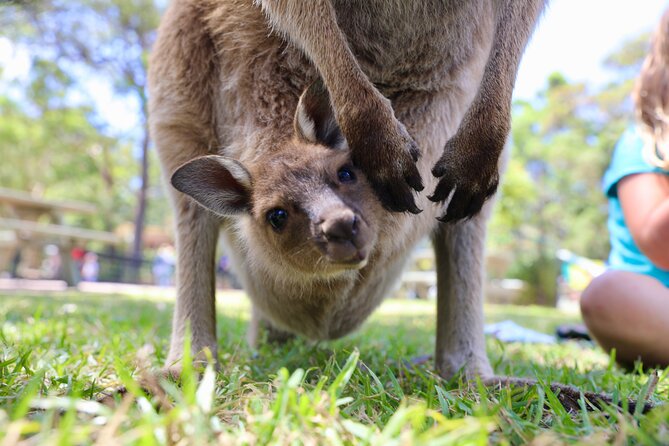 Luxury Hunter Valley Wildlife & Wine Tasting Tour from Sydney - Morning Wine at a Boutique Vineyard