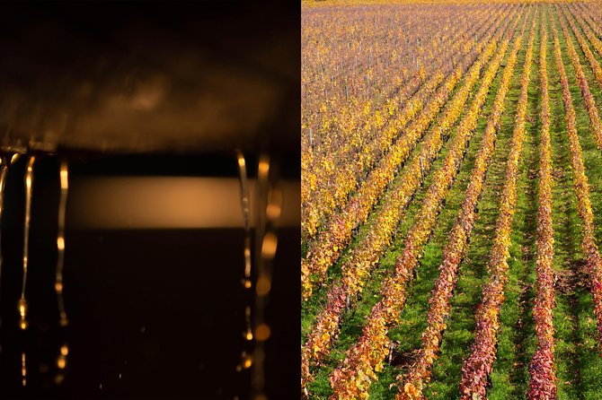 Luxury Luxury Wine Tour Experience - Understanding Premier Cru and Grand Cru without the jargon