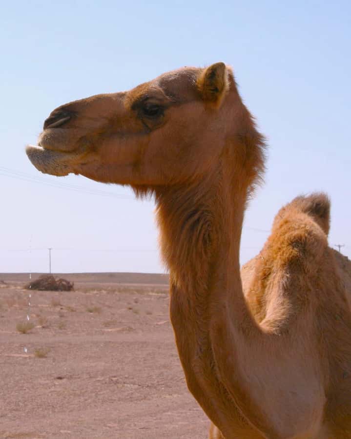 Luxury Overnight Desert Safari in Salalah - A traditional camp, not a resort