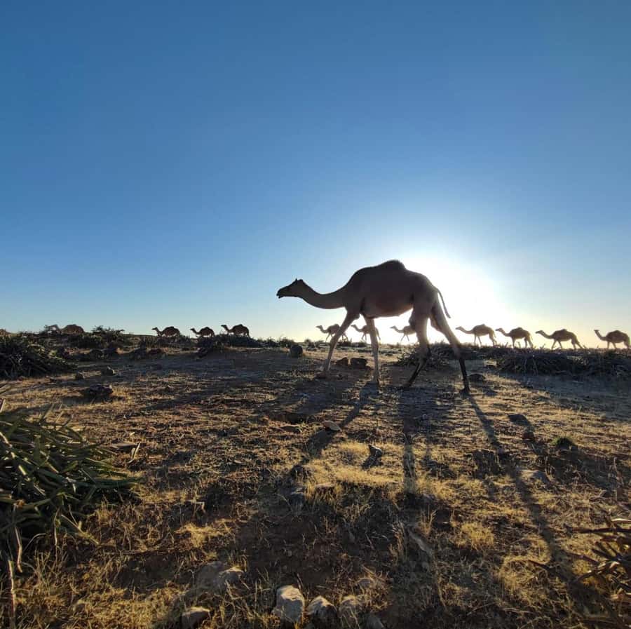 Luxury Overnight Desert Safari in Salalah - Arabic dinner, camel meat, and a campfire