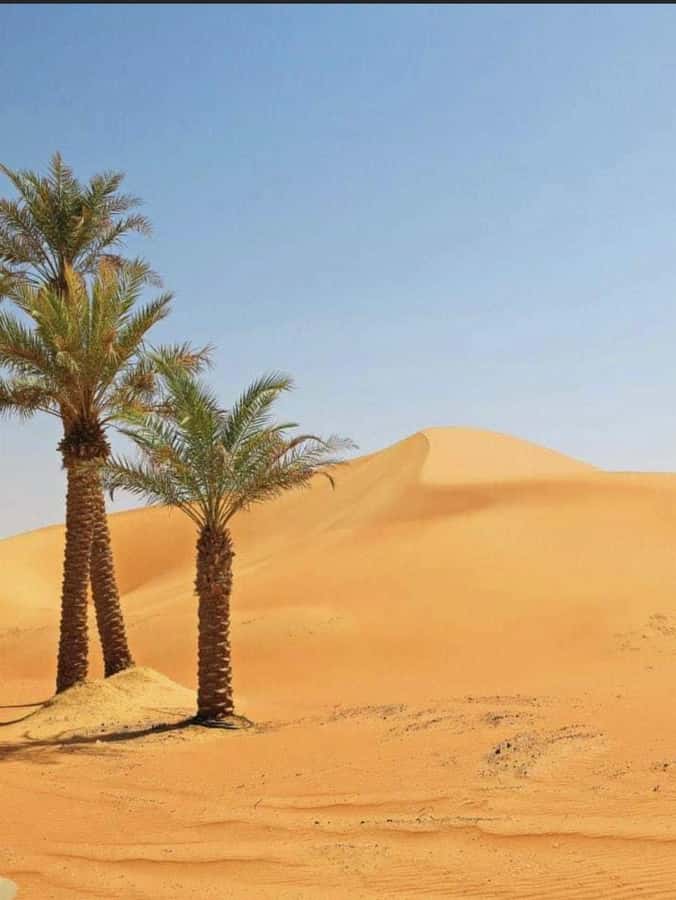 Luxury Overnight Desert Safari in Salalah - Black camels and other small stops