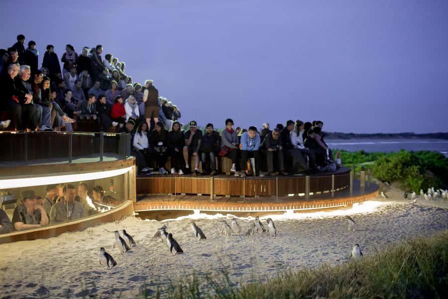 Luxury Phillip Island Tour for Families & Explorers 10 Max - Melbourne pickup and the long road to Phillip Island