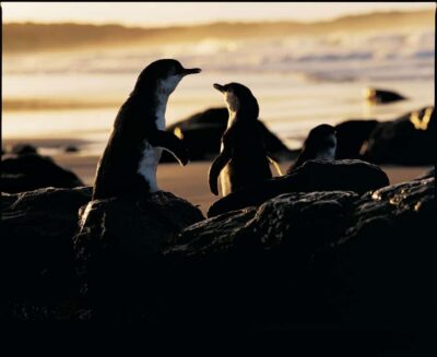 Luxury Phillip Island Tour for Families & Explorers 10 Max