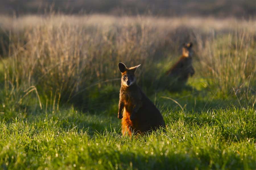 Luxury Phillip Island Tour for Families & Explorers 10 Max - Watching for wallabies on the island roads