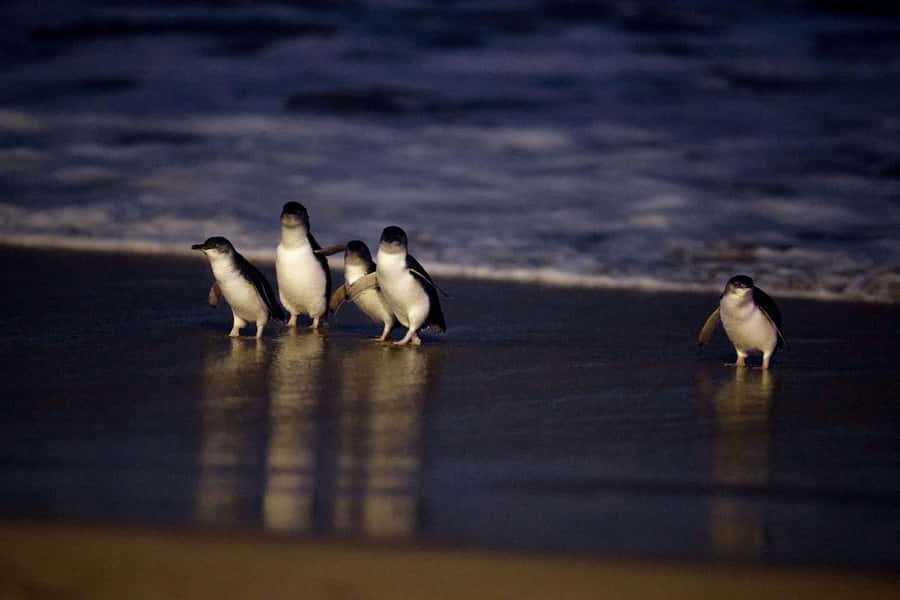 Luxury Phillip Island Tour for Families & Explorers 10 Max - The Penguin Parade: the day’s main event