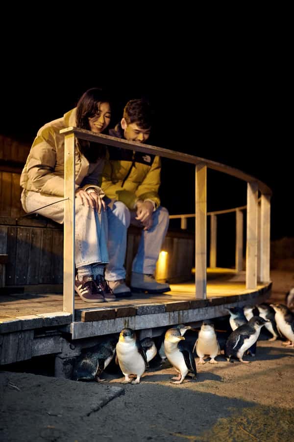 Luxury Phillip Island Tour for Families & Explorers 10 Max - Dinner, comfort, and how the day feels
