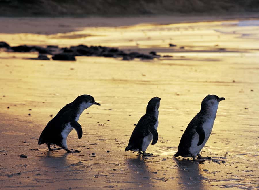 Luxury Phillip Island Tour for Families & Explorers 10 Max - Should you book this tour?