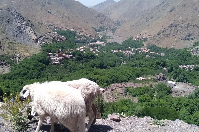 Luxury private day trip - Atlas Mountains, Agafay Desert & camels - The camel ride and Berber-style details