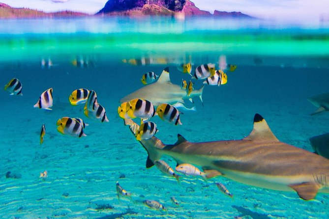 Luxury Private full day tour & Motu lunch in Bora-Bora - What makes the guide important
