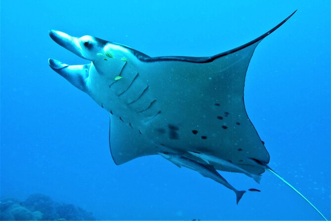 Luxury Private Sunset Cruise and Motu Dinner in Bora-Bora - Optional snorkeling before dinner