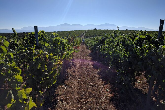 LUXURY PRIVATE Wine Tasting in CRETE (also for CRUISE SHIPS) - Choosing the picnic under the olive trees