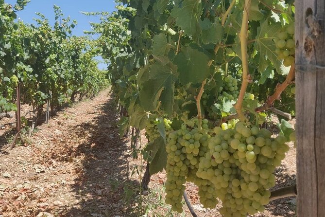LUXURY PRIVATE Wine Tasting in CRETE (also for CRUISE SHIPS) - How the $197.06 price measures up