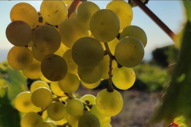 LUXURY PRIVATE Wine Tasting in CRETE (also for CRUISE SHIPS) - Who will enjoy this most
