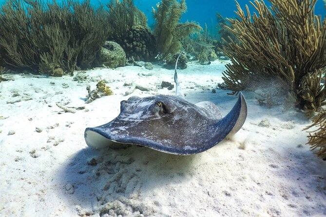 Luxury snorkel trip on a spacious wooden schooner and local lunch - The Open Bar Works for Snorkelers and Sun Seekers