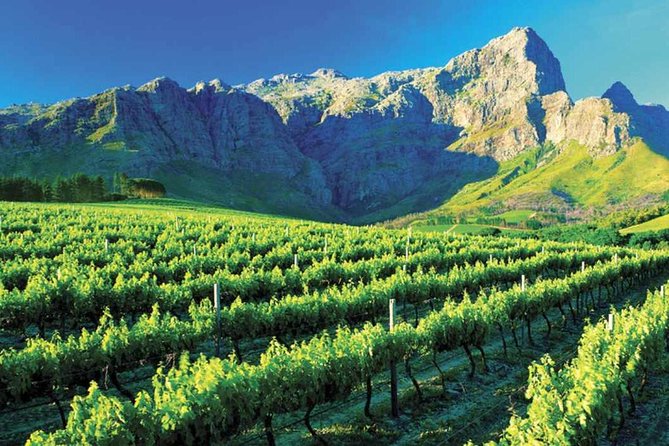 Luxury Wine Tour with Lunch - A private route through three Cape Winelands towns