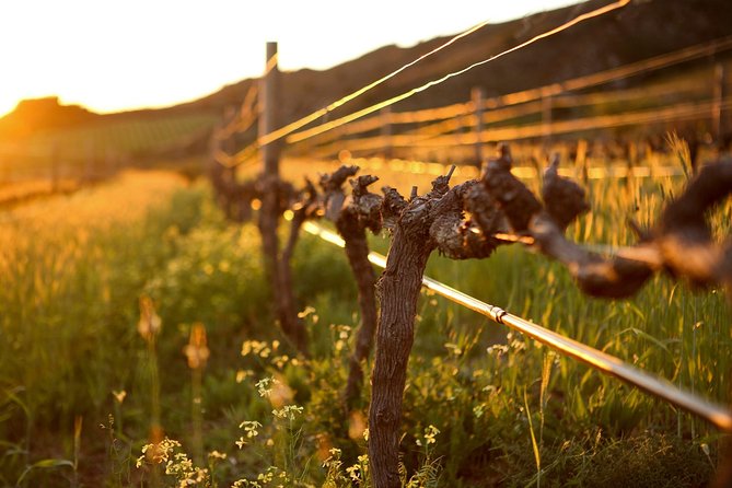 Luxury Wine Tour with Lunch - How the private setup affects the day