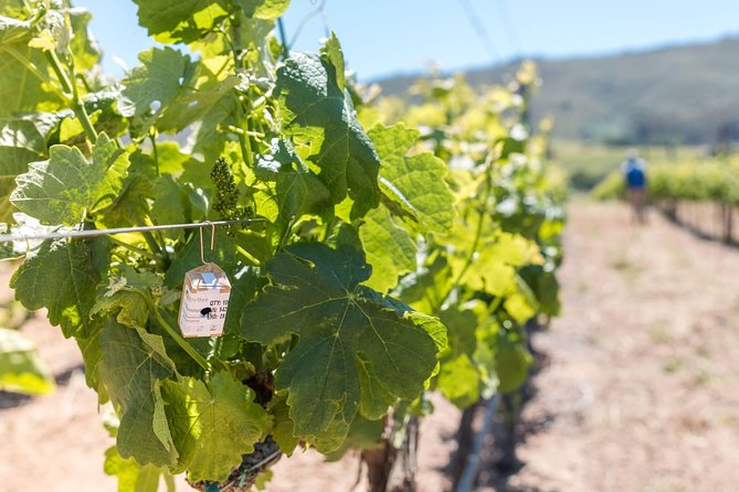 Luxury Wine Tour with Lunch - Paarl begins with cheese and wine