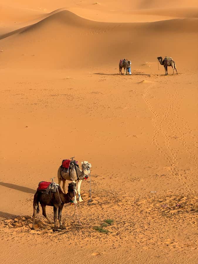 Majestic Desert: 3-Day Luxury Journey from Marrakech to Fes - Who should book this Morocco desert trip?