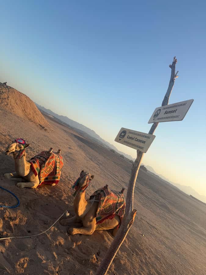 Makadi Bay: BADU Luxury Bedouin Dinner Experience & Stargaze - Sunset, tea, dates, and a short camel ride