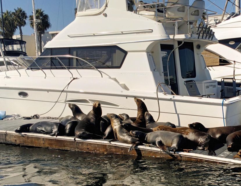 Marina Del Rey Luxury Boat Cruise Wine, Charcuterie Sealions - Looking for Sea Lions and Marina Wildlife