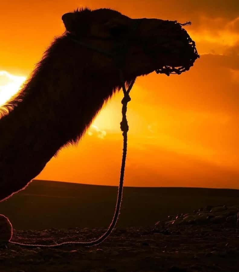 Marrakech : Agafay Desert Sunset Camel Ride & Luxury Dinner - Berber music, dancing, and the fire show