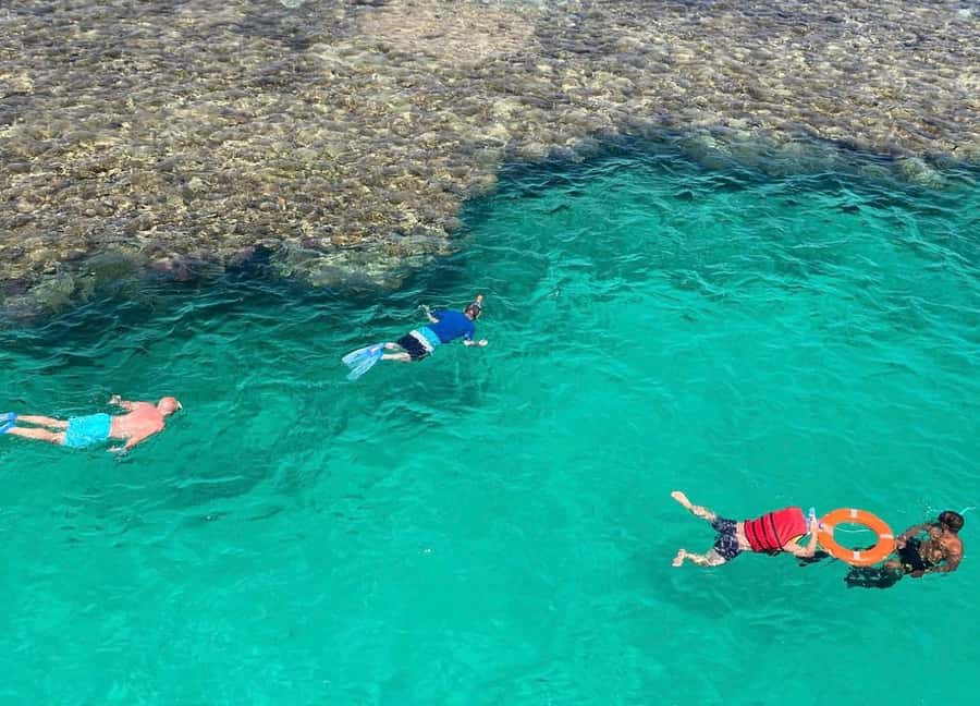 Marsa Alam: Elite vip Turtle bay snorkeling with BBQ Lunch - What the feedback says about the experience