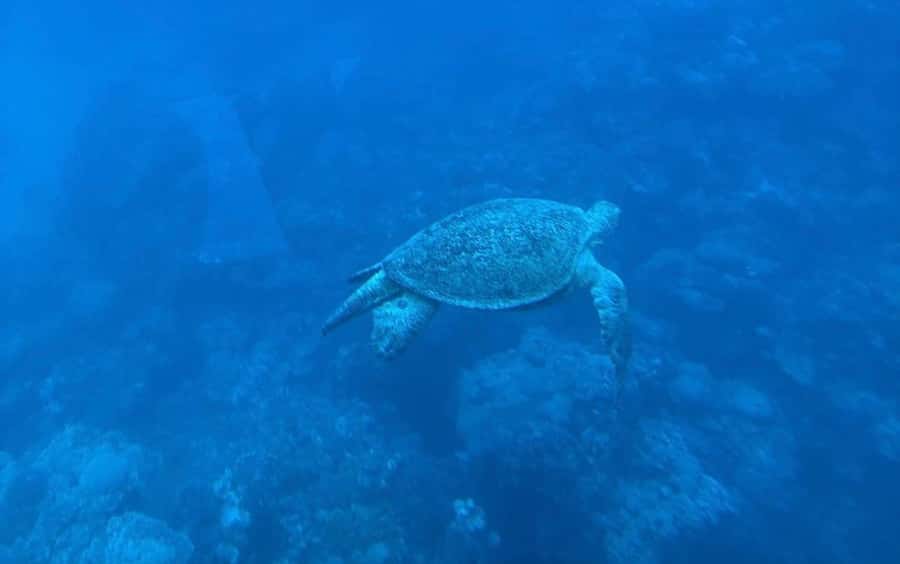 Marsa Alam: Elite vip Turtle bay snorkeling with BBQ Lunch - A polished boat day from Marsa Alam