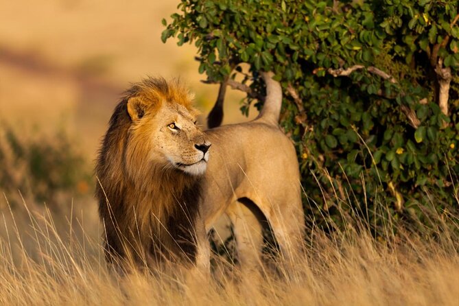 Masai Mara 3 Days Luxury Tented Safari - Key things to know before booking