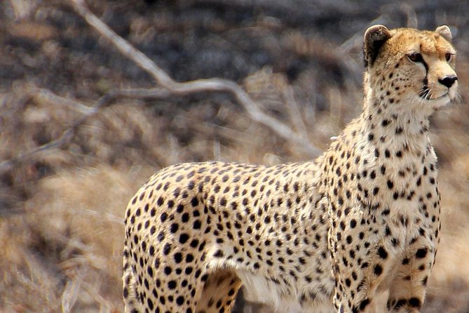 Masai Mara 3 Days Luxury Tented Safari - Luxury tents and the value of the camp