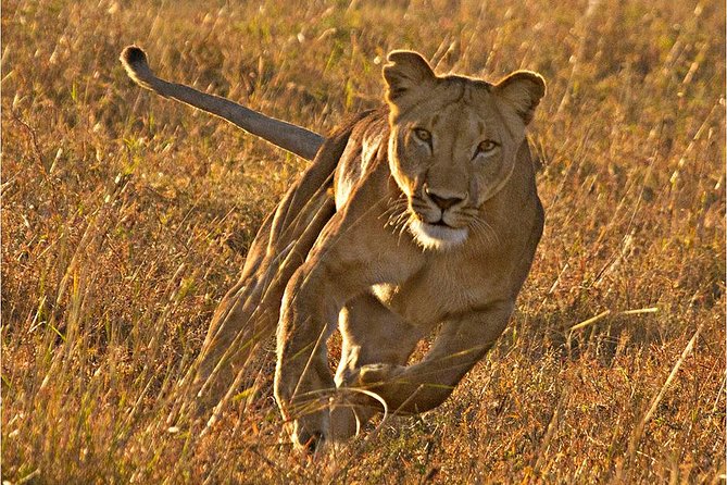 Masai Mara 3 Days Luxury Tented Safari - Leaving Nairobi at 7:00 AM