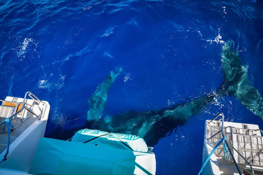 Maui: Ka'anapali Whale Watching Cruise on Luxury Sailboat - Key points at a glance