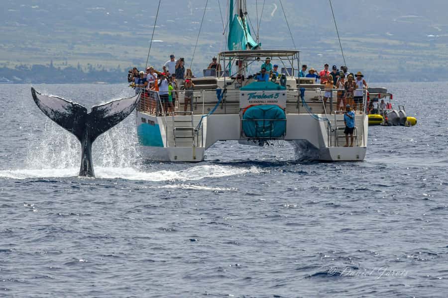 Maui: Ka'anapali Whale Watching Cruise on Luxury Sailboat - Is $108 a good value?