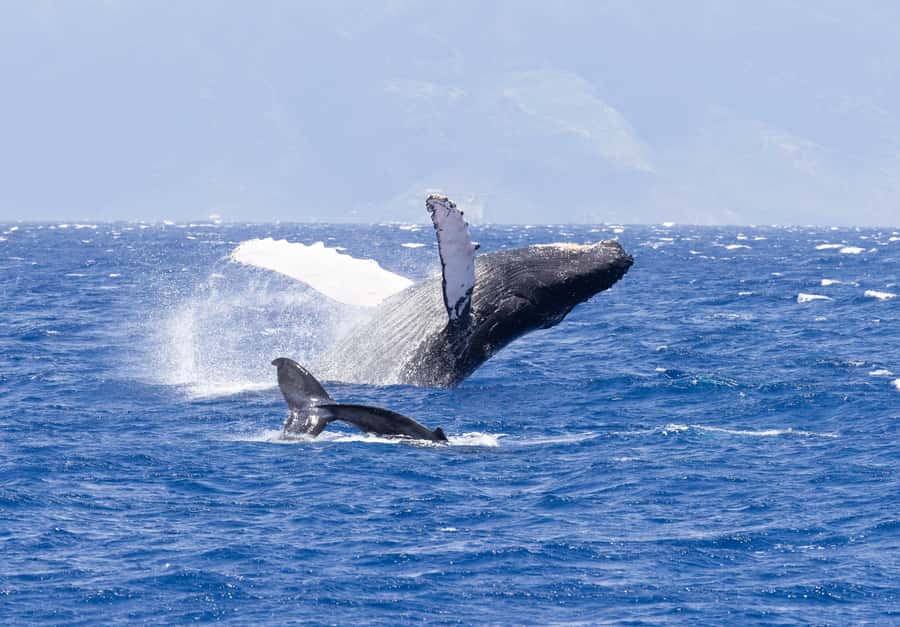 Maui: Ka'anapali Whale Watching Cruise on Luxury Sailboat - What the two-hour cruise feels like